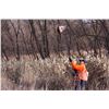Image 6 : Pheasant Hunt for 4 Hunters and 4 Non-Hunters Includes 100 Birds