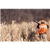 Image 8 : Pheasant Hunt for 4 Hunters and 4 Non-Hunters Includes 100 Birds