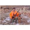 Image 9 : Pheasant Hunt for 4 Hunters and 4 Non-Hunters Includes 100 Birds
