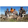 Image 3 :  Trophy Bull Elk or Trophy Mule Deer or Coues white tailed Deer in New Mexico:Winning Bidders Choice