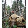 Image 6 :  Trophy Bull Elk or Trophy Mule Deer or Coues white tailed Deer in New Mexico:Winning Bidders Choice