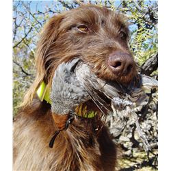 Wild quail hunt for 2 Full Days of Hunting for 1 hunter SW New Mexico