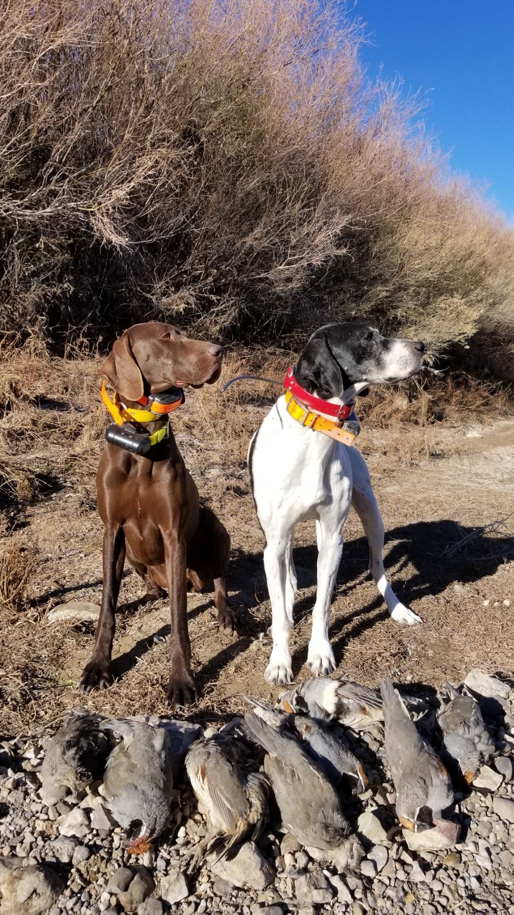 Wild quail hunt for 2 Full Days of Hunting for 1 hunter SW New Mexico