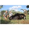 Image 2 : 7 day, Trophy Sable Safari for two hunters and two observers, includes Trophy fees for two Sables