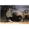 Image 3 : 7 day, Trophy Sable Safari for two hunters and two observers, includes Trophy fees for two Sables