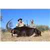 Image 4 : 7 day, Trophy Sable Safari for two hunters and two observers, includes Trophy fees for two Sables