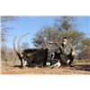 Image 5 : 7 day, Trophy Sable Safari for two hunters and two observers, includes Trophy fees for two Sables
