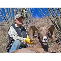 Desert Bighorn Sheep hunt in Sonora Mexico, 8 day (6 days hunting). This hunt is for one hunter and