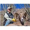 Image 1 : Desert Bighorn Sheep hunt in Sonora Mexico, 8 day (6 days hunting). This hunt is for one hunter and