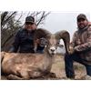 Image 2 : Desert Bighorn Sheep hunt in Sonora Mexico, 8 day (6 days hunting). This hunt is for one hunter and