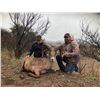 Image 3 : Desert Bighorn Sheep hunt in Sonora Mexico, 8 day (6 days hunting). This hunt is for one hunter and