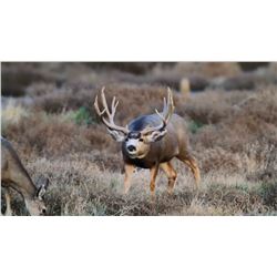 Mule Deer Hunt in Colorado Unit’s 77, 78 & 771 for 1 hunter Non-Guided; Do it yourself hunt