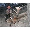 Image 2 : 2019 New Mexico Statewide Elk Tag