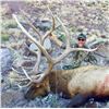 Image 3 : 2019 New Mexico Statewide Elk Tag