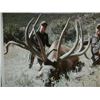 Image 6 : 2019 New Mexico Statewide Elk Tag