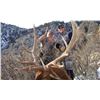 Image 8 : 2019 New Mexico Statewide Elk Tag