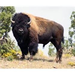 Bull Bison Hunt in New Mexico for 1 Hunter with Lamont’s Wild West Buffalo