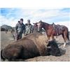Image 3 : Bull Bison Hunt in New Mexico for 1 Hunter with Lamont’s Wild West Buffalo