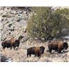 Image 4 : Bull Bison Hunt in New Mexico for 1 Hunter with Lamont’s Wild West Buffalo