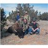 Image 7 : Bull Bison Hunt in New Mexico for 1 Hunter with Lamont’s Wild West Buffalo
