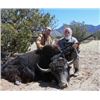 Image 8 : Bull Bison Hunt in New Mexico for 1 Hunter with Lamont’s Wild West Buffalo