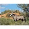 Image 2 : African Hunting Safari includes trophy fee for 1 Gemsbok with Kalahari Safari