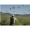 Image 2 : 4 Day/3 Night Argentina Dove Hunt for 3 Hunters with  OC Outfitters (6 dove hunts)