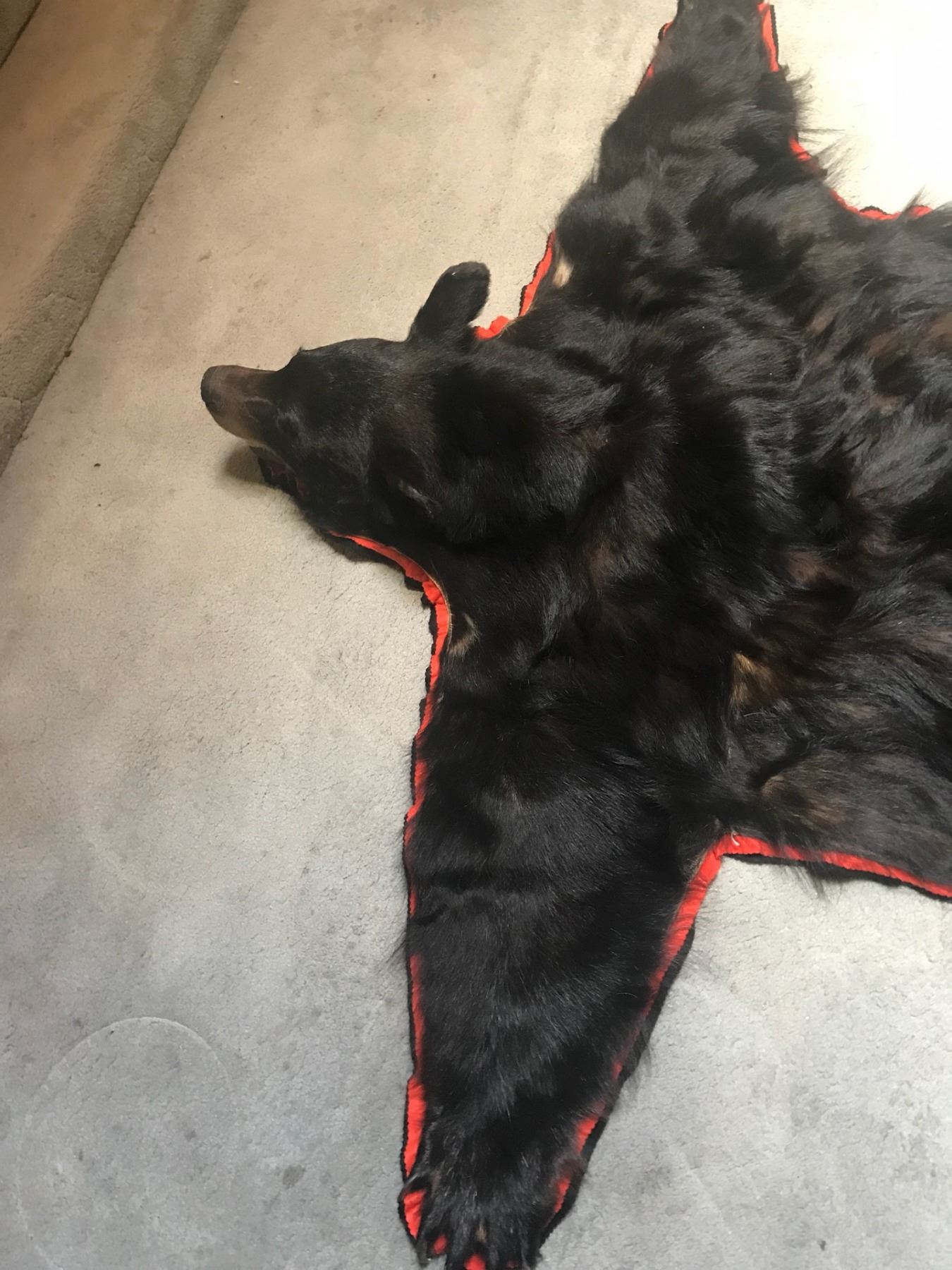 Black Bear Rug with Felt Backing Open Mouth with Full Claws