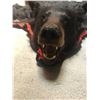 Image 4 : Black Bear Rug with Felt Backing Open Mouth with Full Claws