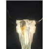 Image 1 : Painted Buffalo Bleached Skull