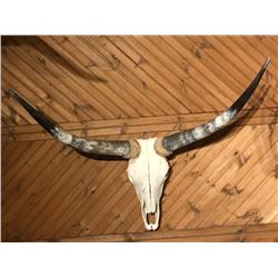 Longhorn Bleached Skull