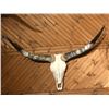 Image 1 : Longhorn Bleached Skull