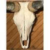 Image 2 : Longhorn Bleached Skull