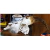 Image 1 : GOAT SKULL