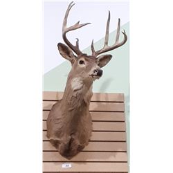 WHITE TAIL DEER MOUNT