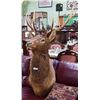 Image 1 : LARGE ELK MOUNT