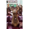 Image 2 : LARGE ELK MOUNT