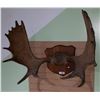 Image 1 : PAIR OF MOUNTED MOOSE ANTLERS