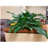 Image 2 : Qty 3 Live Plants