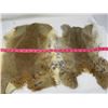 Image 1 : 2 BROWN RABBIT FURS
