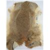 Image 3 : 2 BROWN RABBIT FURS