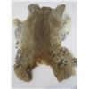 Image 5 : 2 BROWN RABBIT FURS