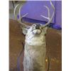 Image 1 : DEER MOUNT HAT RACK