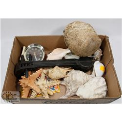 ESTATE BOX OF SHELLS AND STARFISH.