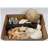Image 1 : ESTATE BOX OF SHELLS AND STARFISH.
