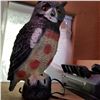 Image 2 : OWL