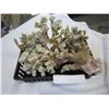 Image 2 : 2 PIECES OF CORAL