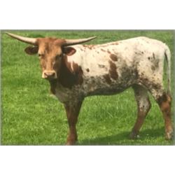 DONATION LOT - DIVICO'S GALEA FL