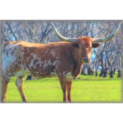 LUCY'S SKYE WITH DIAMONDS