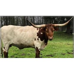 A& S REDHEAD CHARISMA